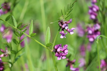 Purple flowers of Bush Vetch (Vicia sepium) in wild