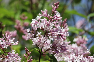 Purple flowers of Hungarian Lilac (Syringa josikaea) in summer garden