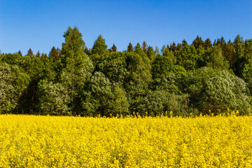 Picturesque view of yellow rapeseed field, green forest and blue sky