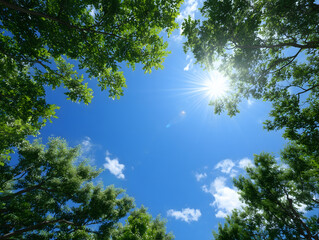 Obraz premium 木々の隙間から差し込む太陽と青空が広がる森林の見上げ構図風景