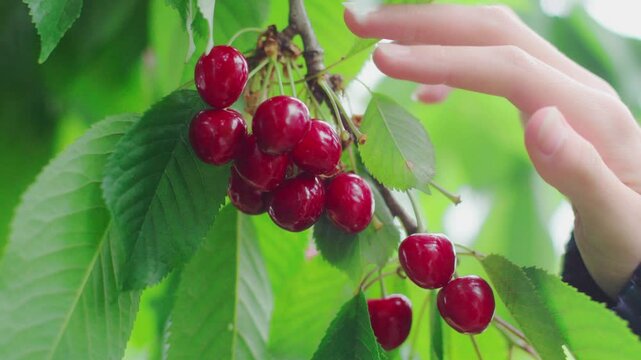 Hand picking ripe red cherries from tree in summer orchard

