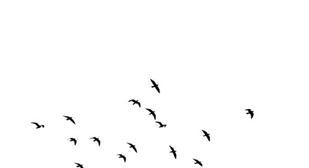 Birds Flying At Night Silhouette