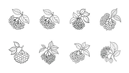 Set of Black elderberry outline icon on white background.