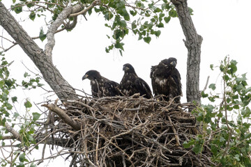Eagle family in a tree nest