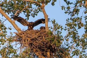Eagle family in a tree nest