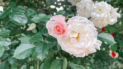 white garden roses, aesthetics of nature in summer