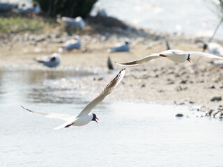 Interaction a&eacute;rienne de deux mouettes rieuses (Chroicocephalus ridibundus) en vol &ndash; plumage nuptial au-dessus des zones humides