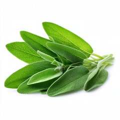 Fresh sage leaves, vibrant green, isolated on white background 