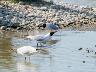 Mouette rieuse (Chroicocephalus ridibundus) en posture de parade sur un rivage de Baie de Somme