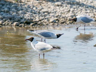 Mouette rieuse (Chroicocephalus ridibundus) en posture de parade sur un rivage de Baie de Somme