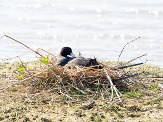 Foulque macroule (Fulica atra) au nid sur les berges d’un plan d’eau en Baie de Somme