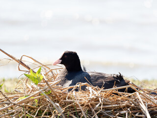 Foulque macroule (Fulica atra) au nid sur les berges d’un plan d’eau en Baie de Somme