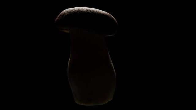 King Oyster Mushroom Standing Upright with Silhouette Effect and Low Key Lighting Emphasizing Shape and Texture in Center Frame, Minimalist Food Art Concept