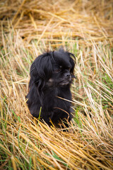 Little Guardian in the Golden Field
