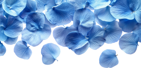 sky blue petal flower 