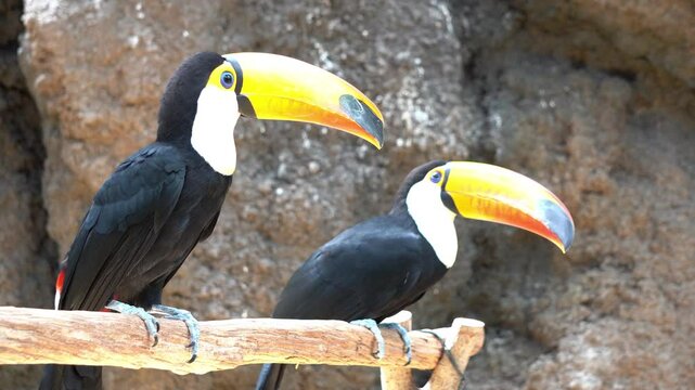 Toco toucan (Ramphastos toco) perched on a branch