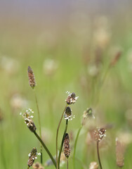 A meadow full of flowers in the sunshine vertical, a meadow full of ribwort plantain, sunny day, the flowers of ribwort plantain blowing in the wind, Plantago lanceolata upright