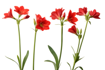 four-red-flowers-with-green-stems-isolated on white background png, ai generated