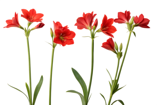  four-red-flowers-with-green-stems-isolated on white background png, ai generated