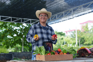 Obraz premium Organic gardener picking fresh vegetables in basket, carrying wooden box with vegetables in field. Fresh organic vegetables from local producers ready for transport.
