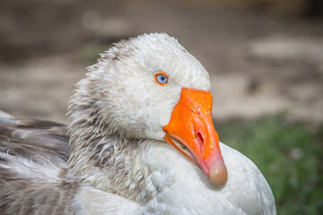 Madam Goose Portrait: A Gaze That Cuts Through Silence