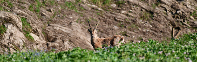 Steinböcke beim ausruhen