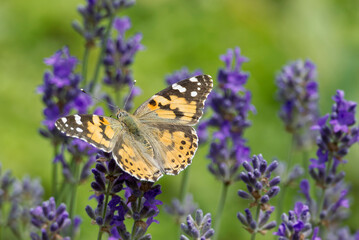 Painted Lady (Vanessa cardui) butterfly perched on lavender in Zurich, Switzerland
