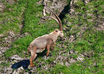 Steinbock am Berg