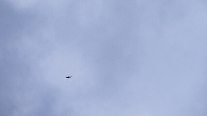 Majestic Solitary Bird Flying Against a Serene Sky Backdrop