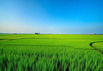 Obraz premium Vast emerald rice paddy fields stretch to the horizon under a clear sky, texture, farming