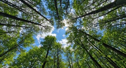 Naklejka premium Sky peek of Trees in a Forest