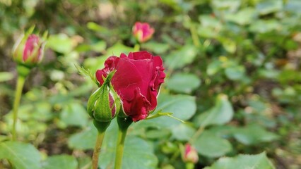 beautiful red roses in the garden