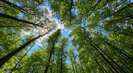 Fototapeta premium Looking Upwards Through Tall Forest Trees Towards The Sky