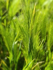 green wheat field