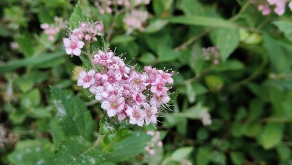 beautiful flowers in the garden