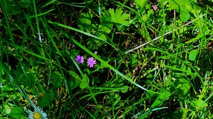 beautiful flowers in the garden