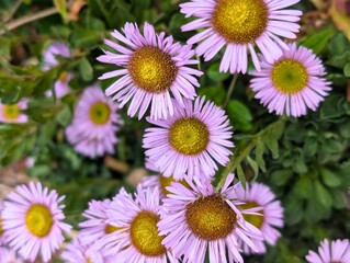 The beauty of nature is flowers and with whom there is a lot of joy, there are many kinds of...