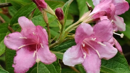 beautiful botanical shot, natural wallpaper © MARIA