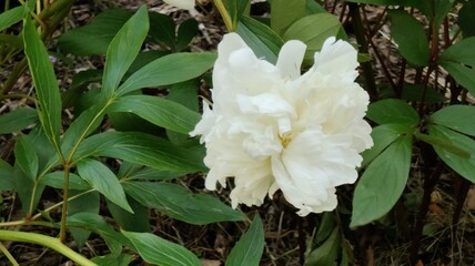 white flowers in the garden © MARIA