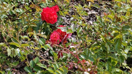 beautiful pink roses in the garden © MARIA