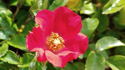 beautiful pink roses in the garden © MARIA