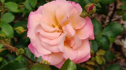 beautiful rose in the garden