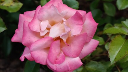 beautiful flowers in the garden