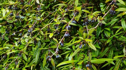 green leaves in the garden