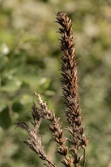 Dried acanthus spinosus showing seed pods in autumn sunlight