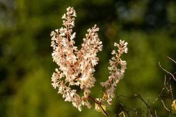 Elegant white flowers of fallopia japonica blooming in nature