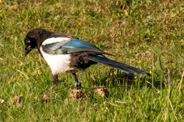 Eurasian magpie foraging in green grass field