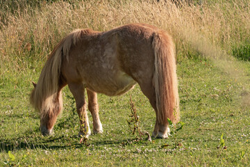 Shetland pony grazing peacefully in a meadow on a sunny day