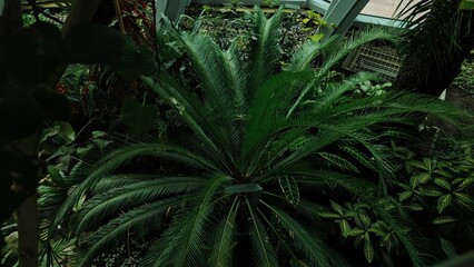 green leaves in the garden © MARIA