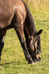 Dark brown horse grazing in a field on a sunny day